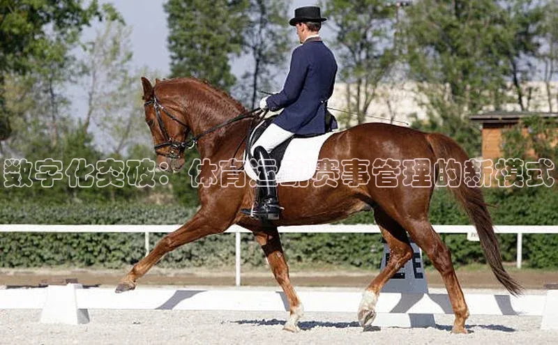 数字化突破：体育运动赛事管理的新模式